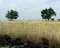 tra coltivi di grano dal biondo colore, e ulivi e querce maestose tra i campi.