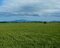 campi di grano...